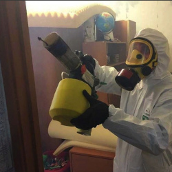 Уничтожение клопов в квартире. Мураши